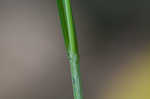 Eastern woodland sedge